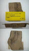 館藏編號:TAIMW000026的藏品圖